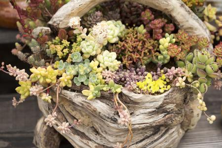 ר֤ϯʦ֤ȯϽչ?